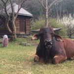 Bull at Om Shree Dham