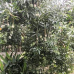 194agro_mangohoma01